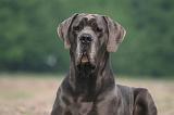 DOGUE ALLEMAND 451